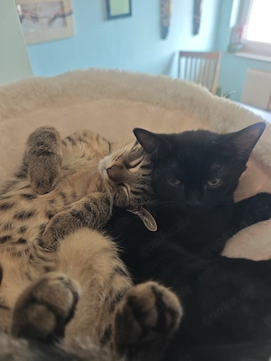 2 kleine Mischlingskitten