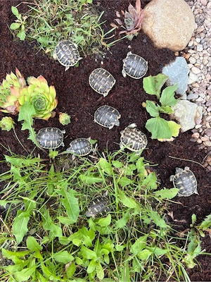 Landschildkröte Testudo Hermanni Hermanni (Apulien) Selten