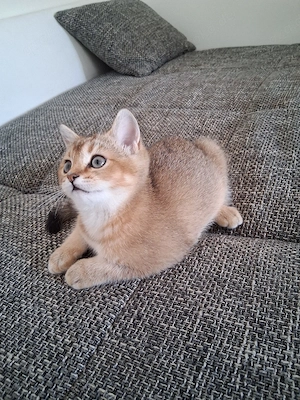 Britische Kurzhaar katzen Baby  Abgabebereit 