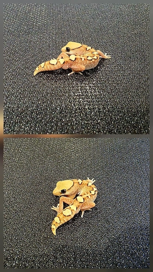 Diplodactylus Galeatus Männchen