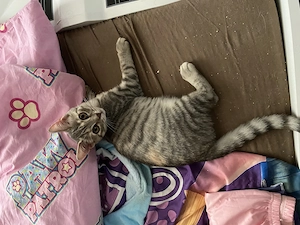 Baby Katzen
