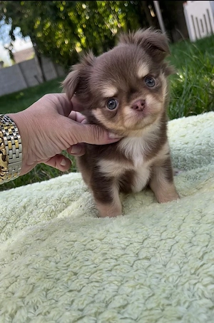 reinrassiger Chihuahua-Welpe 