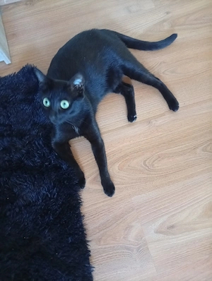 schwarze katze 2 jahre alt 