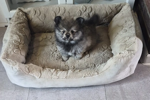    Pomchi-Welpen suchen ein liebevolles Zuhause   