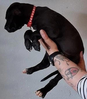 Welpen Labrador  rüden und Hündin 