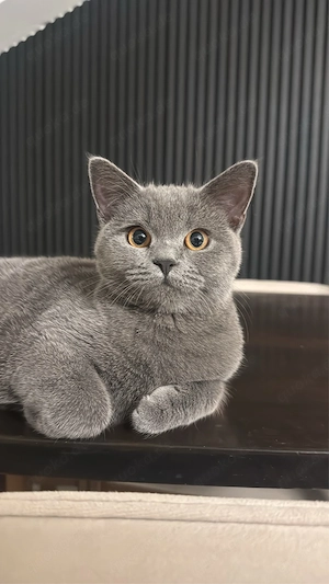 Liebevolles Zuhause für unsere zwei Britisch-Kurzhaar-Katzen gesucht Bild 3