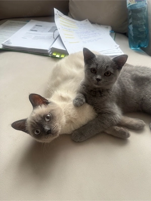 Liebevolles Zuhause für unsere zwei Britisch-Kurzhaar-Katzen gesucht