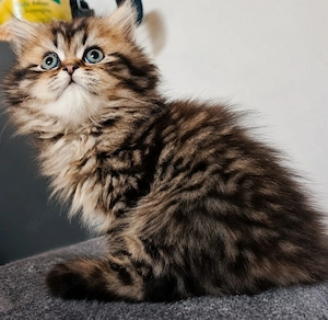 bkh  blh kitten reinrassig silber golden point