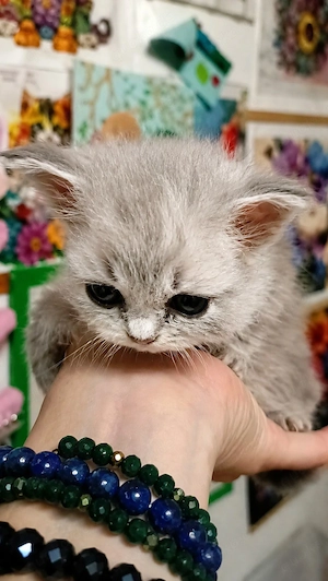 bkh kitten silver shadet Point Glückskatze weiß Schnee 