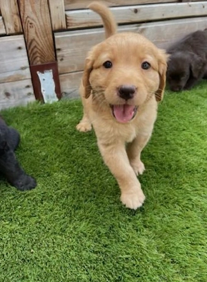 Süße Labrador-Welpen suchen ein liebevolles Zuhause   