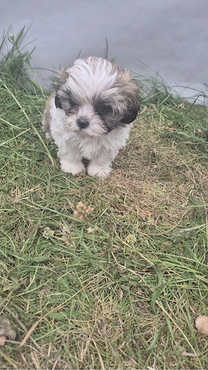 Havaneser- Shih Tzu Welpen 