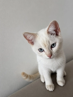 Katze zu verkaufen 3 Monate alt 