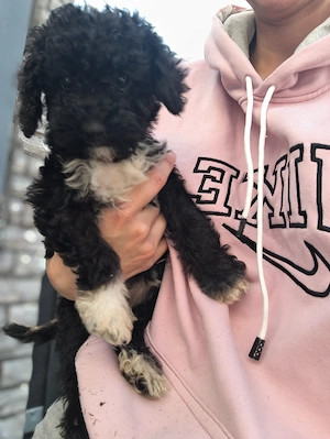 Pudel Lagotto Mix Welpen 10 Wochen