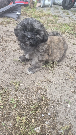 Havanese shitzu welpen