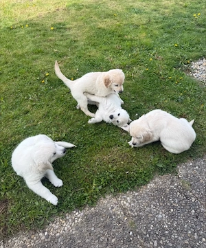 Verspielte Golden-Retriever-Welpen   Bereit für Abenteuer!
