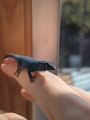 Lygodactylus williamsi Himmelblauer Zwergtaggecko Männchen 1.0