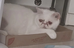 Exotic Shorthair