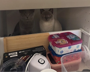 Liebevolles Zuhause für unsere zwei Britisch-Kurzhaar-Katzen gesucht Bild 2