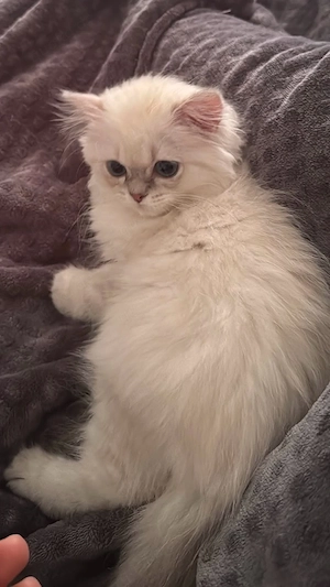 Meine Katze sucht ein Zuhause. Sie ist ein drei Monate altes Weibchen.
