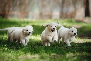 Verspielte Golden-Retriever-Welpen