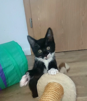 Tillina sucht schönes Zuhause 