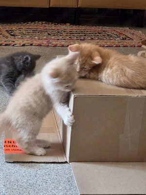 Schmusetiger zum abgeben 