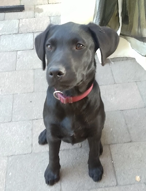 labrador Hündin 