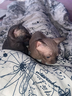 Kanadische Sphynx-Kätzchen zu verkaufen.