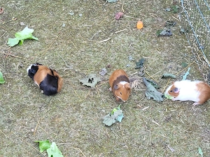 3x junge Meerschweinchen Böckchen suchen ein neues Heim