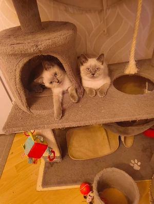 Süße BKH Katzen 
