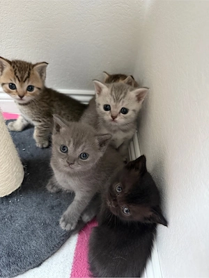 wundervolle BKH Kitten abzugeben
