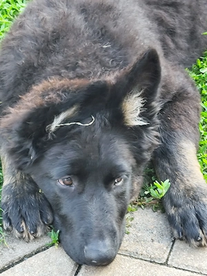 Altdeutsche.Schäferhundwelpen