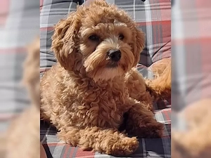 maltipoo deckrüde