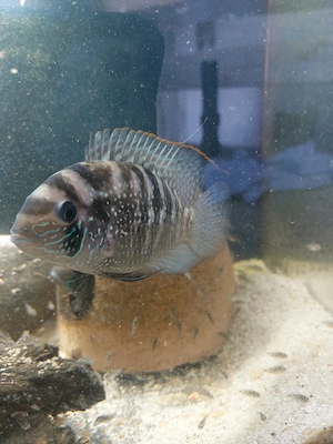 Blaupunktbuntbarsch ( Andinoacara Pulcher ) Zuchtpaar 