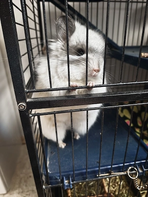 Chinchilla Weibchen Angora zu abgeben 