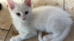 Maine coon Baby's