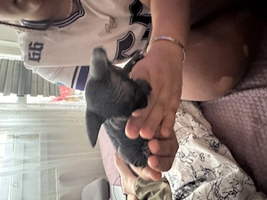 Kanadische Sphynx-Kätzchen zu verkaufen.