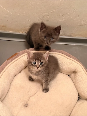 türkisch angora kitten 