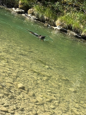 Schäferhund in liebe hande abzugeben 