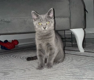 baby kitten 