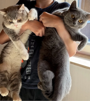 2 British Katze w m
