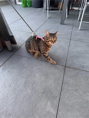 Katze sucht Zuhause Kater