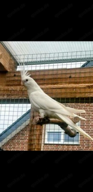 Nymphensittich Hahn albino  gesucht !