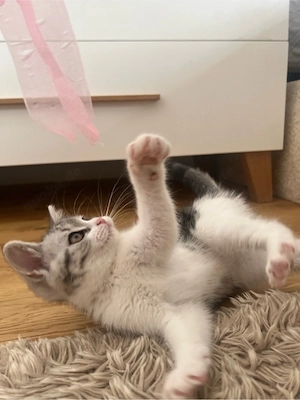 Britisch Kurzhaar Kater sucht ein liebevolles Zuhause   