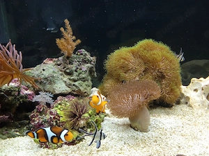 Meerwasseraquarium Juwel Lido 130