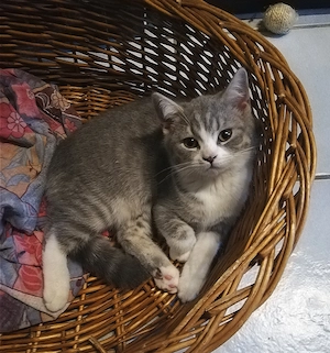 BKH-Kitten