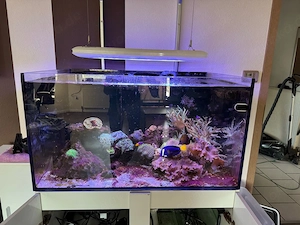 Meerwasseraquarium auflösung
