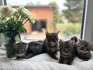 Wir verkaufen Kitten 