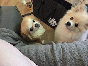 Pomeranian (mini zwegspitz) 