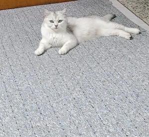BKH-Katze (2 Jahre) sucht liebevolles neues Zuhause